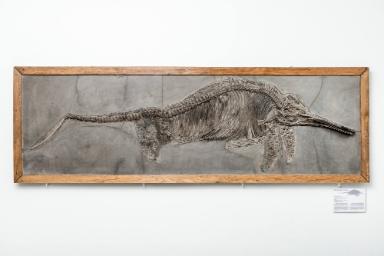 Stenopterygius triscissus (Ichthyosaurier)