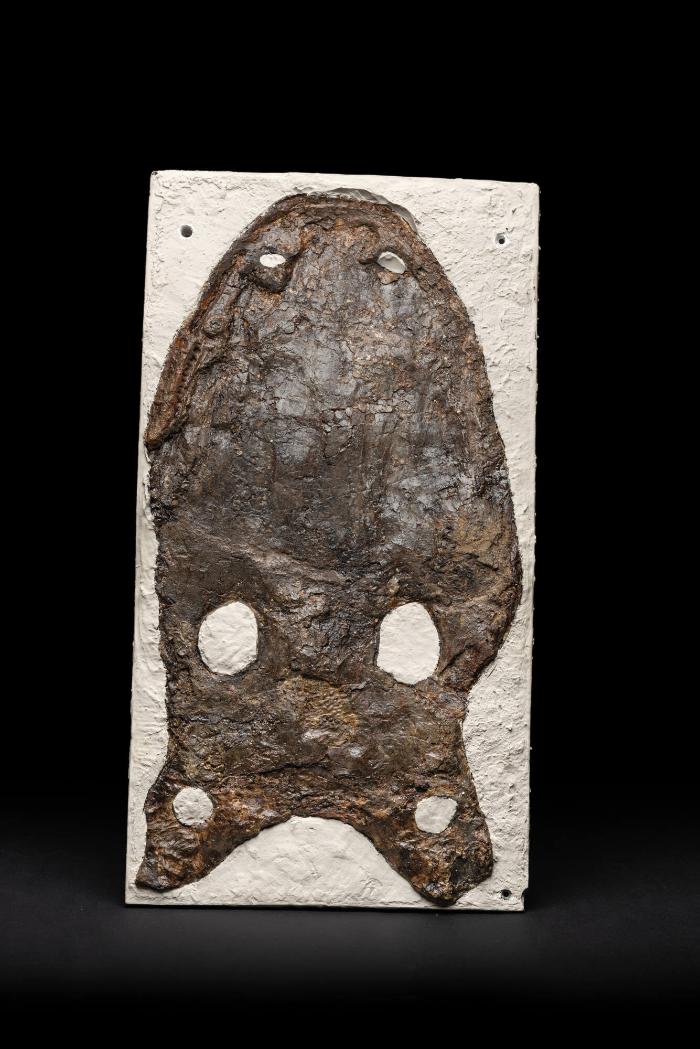 „Mastodonsaurus“ robustus (Amphibia, Temnospondyli)