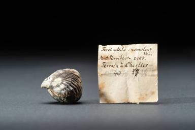 „Terebratula“ inconstans, syn. Torquirhynchia inconstans (Brachiopoda)