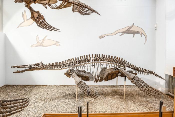 Peloneustes philarchus (Reptilia, Sauropterygia, Plesiosauria)