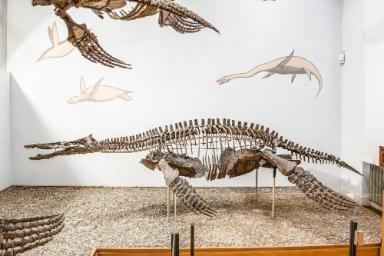 Peloneustes philarchus (Reptilia, Sauropterygia, Plesiosauria)
