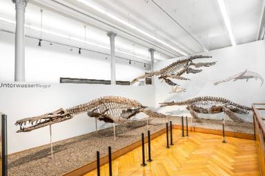 Liopleurodon ferox (Reptilia, Sauropterygia, Plesiosauria)