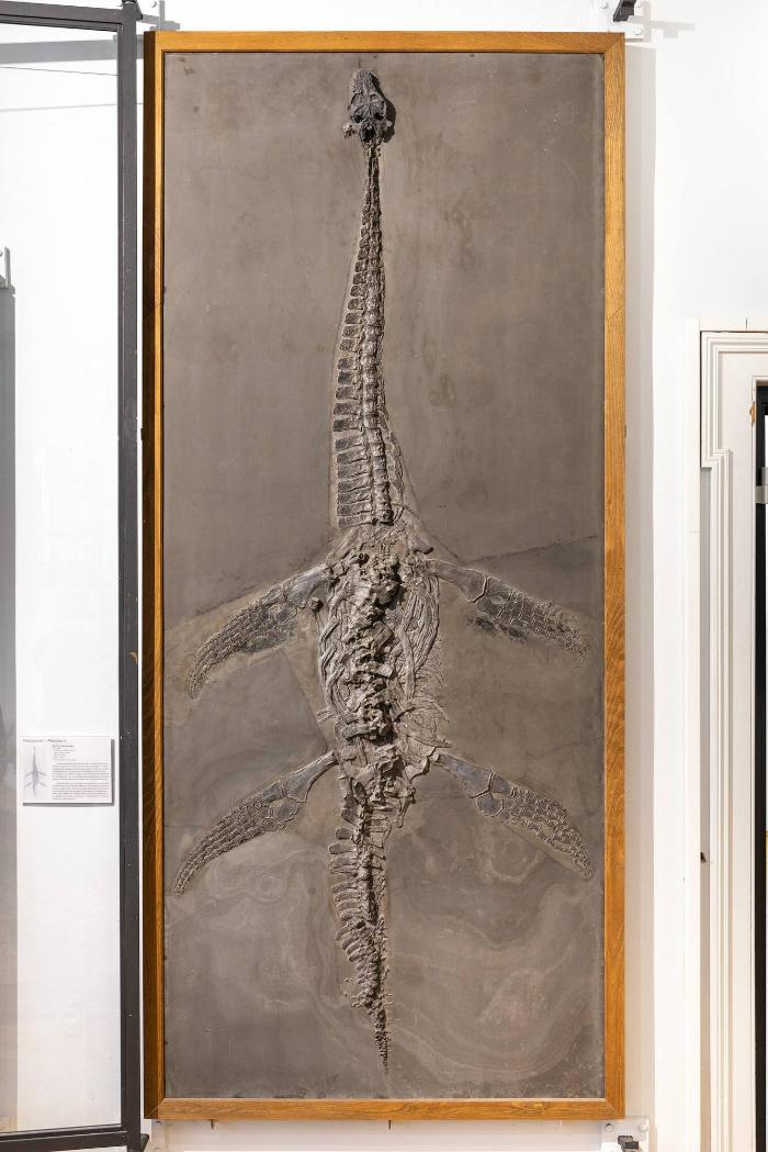 Microcleidus brachypterygius (Reptilia, Sauropterygia, Plesiosauria)