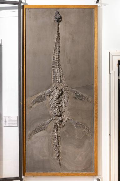 Microcleidus brachypterygius (Reptilia, Sauropterygia, Plesiosauria)