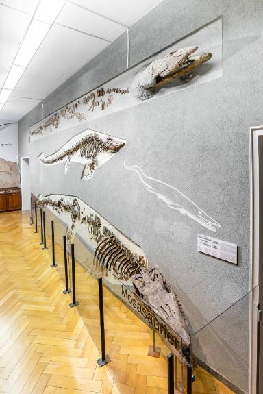 Tylosaurus proriger; syn. Tylosaurus dyspelor