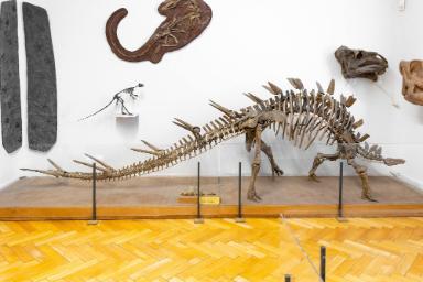 Kentrosaurus aethiopicus (Reptilia, Dinosauria, Stegosauridae)