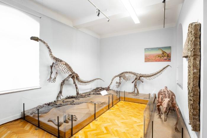 Plateosaurus engelhardti (Reptilia, Dinosauria, Sauropodomorpha)