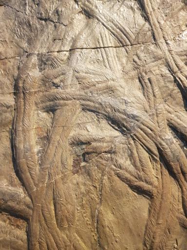 Cruziana semiplicata (Ichnofossil von Trilobita, Arthropoda)