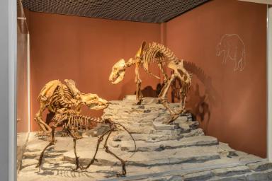 Ursus spelaeus (Mammalia, Carnivora, Ursidae)