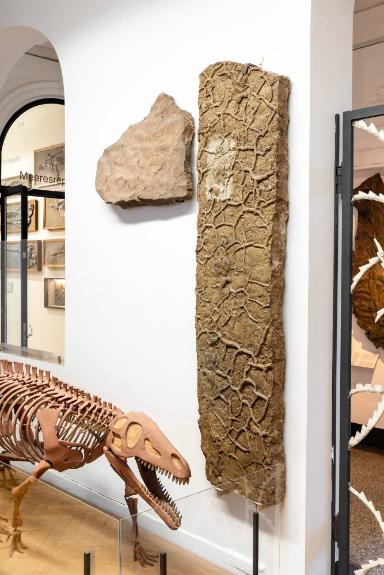 Chirotherium (Ichnofossil von Rauisuchia, Reptilia)