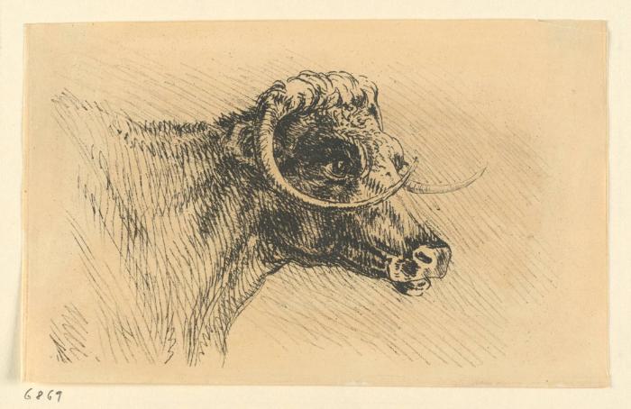 "The head of a Lancashire Cow"