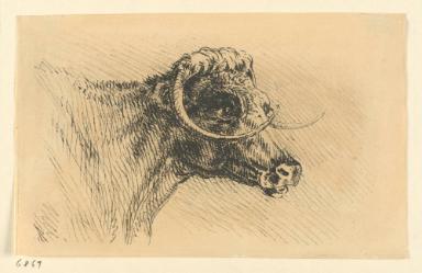 "The head of a Lancashire Cow"