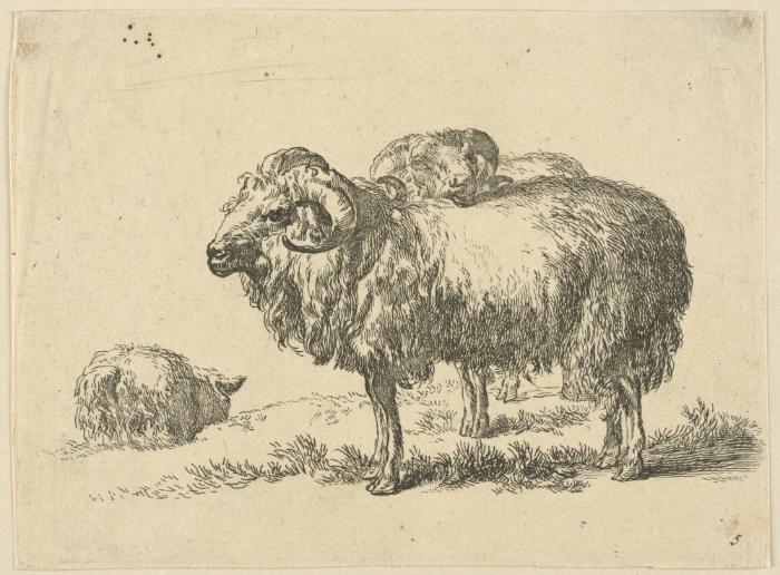 Schafsbock
