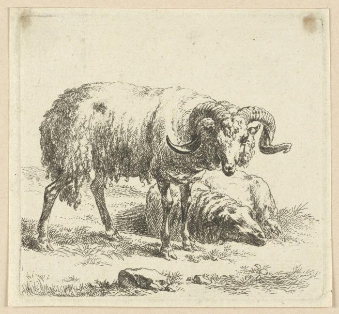 Schafbock und Schaf