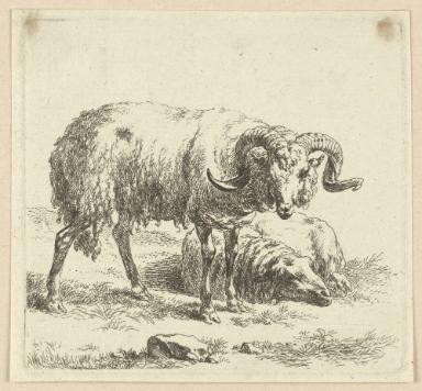 Schafbock und Schaf