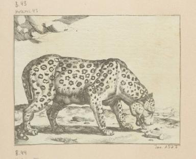 Blatt aus der Serie: Leoparden