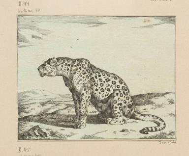 Blatt aus der Serie: Leoparden