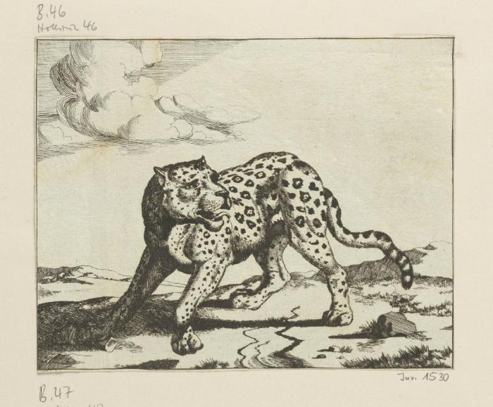 Leoparden