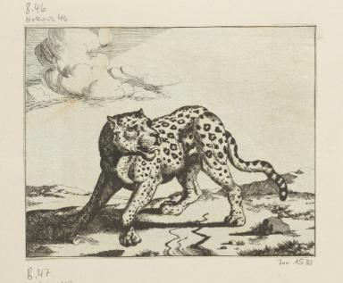 Leoparden