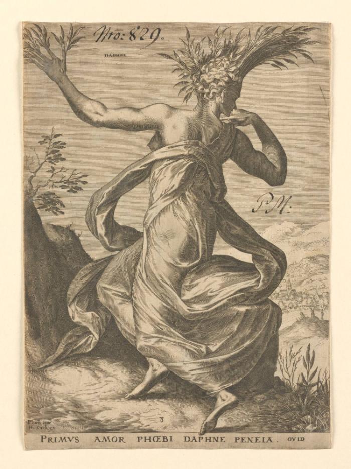 Daphne
